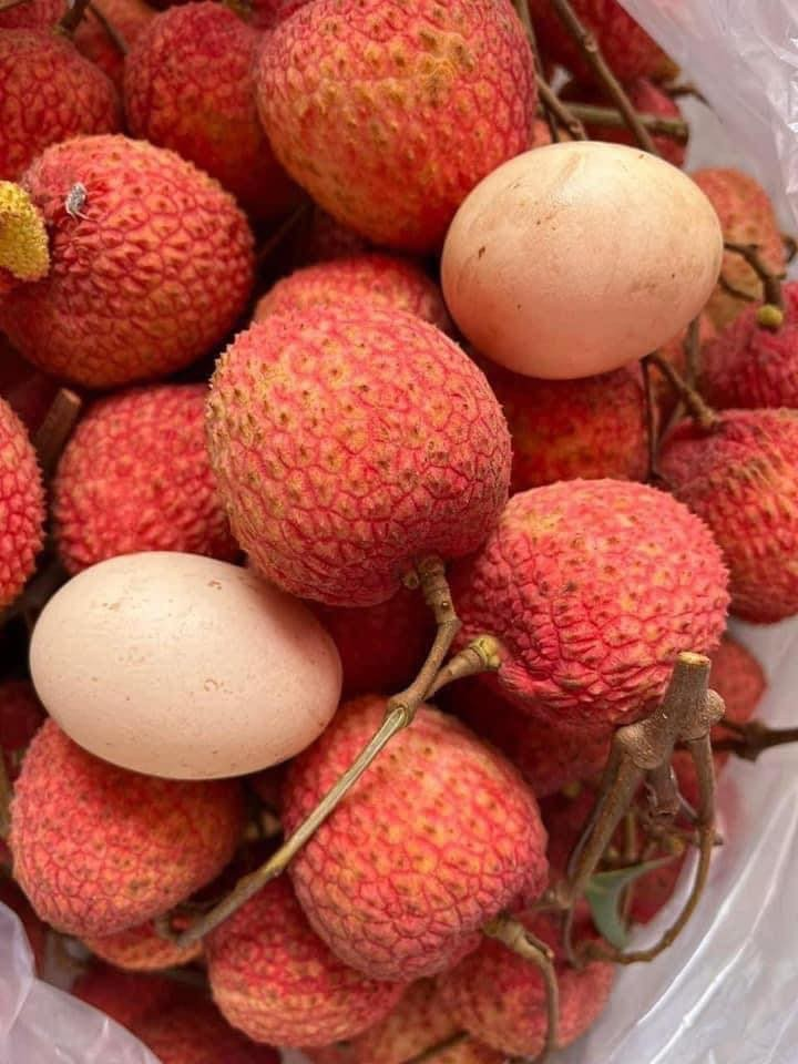 Vải U Hồng_thumbnail_2