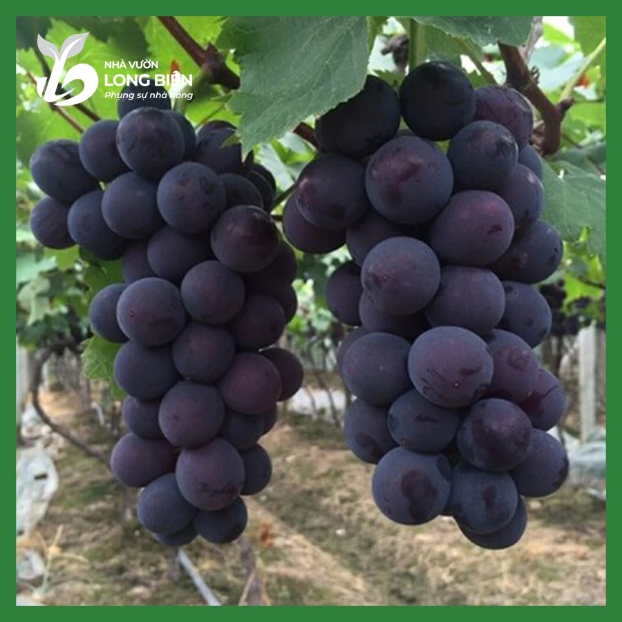 Nho Hạ Đen_thumbnail_1