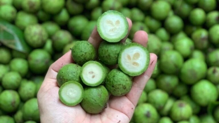 Sấu Ghép_thumbnail_1