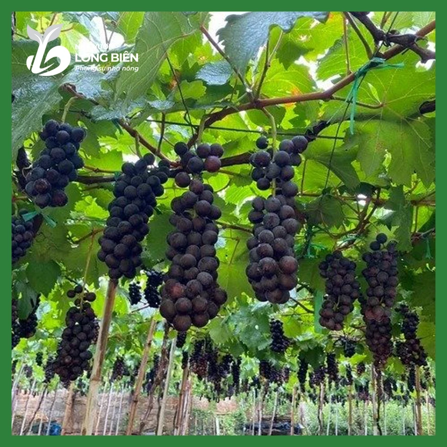 Nho Hạ Đen_thumbnail_4