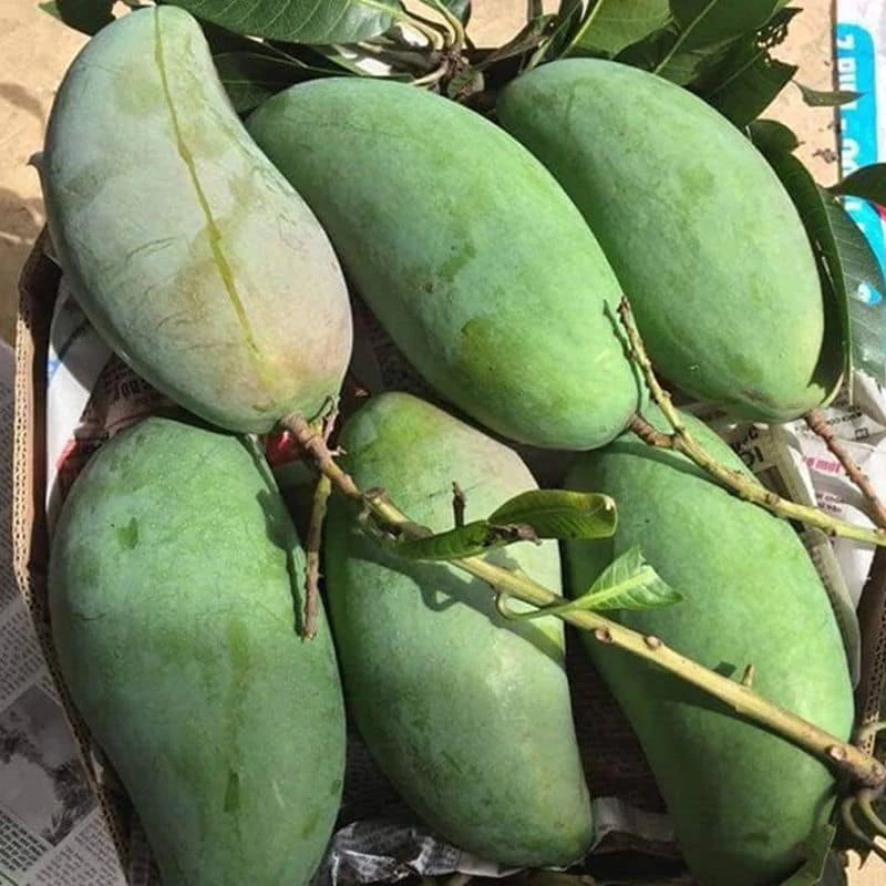 Xoài Đài Loan_thumbnail_1