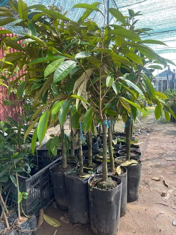 Sầu riêng Loại choai