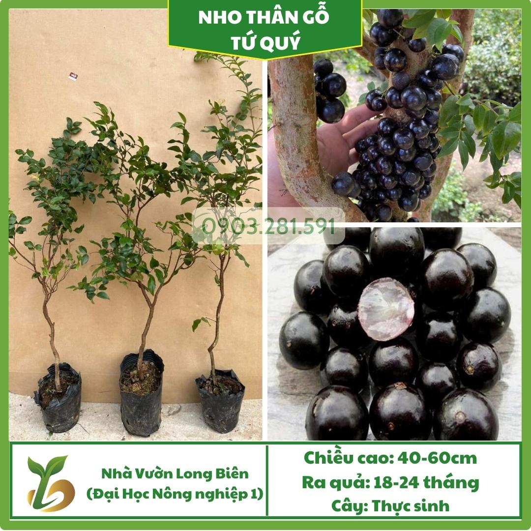Nho Thân Gỗ (Tứ Quý)