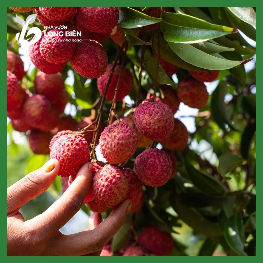 Vải Thiều_thumbnail_2