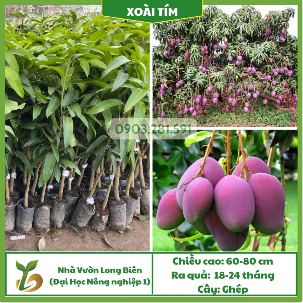 Xoài Tím_thumbnail_0