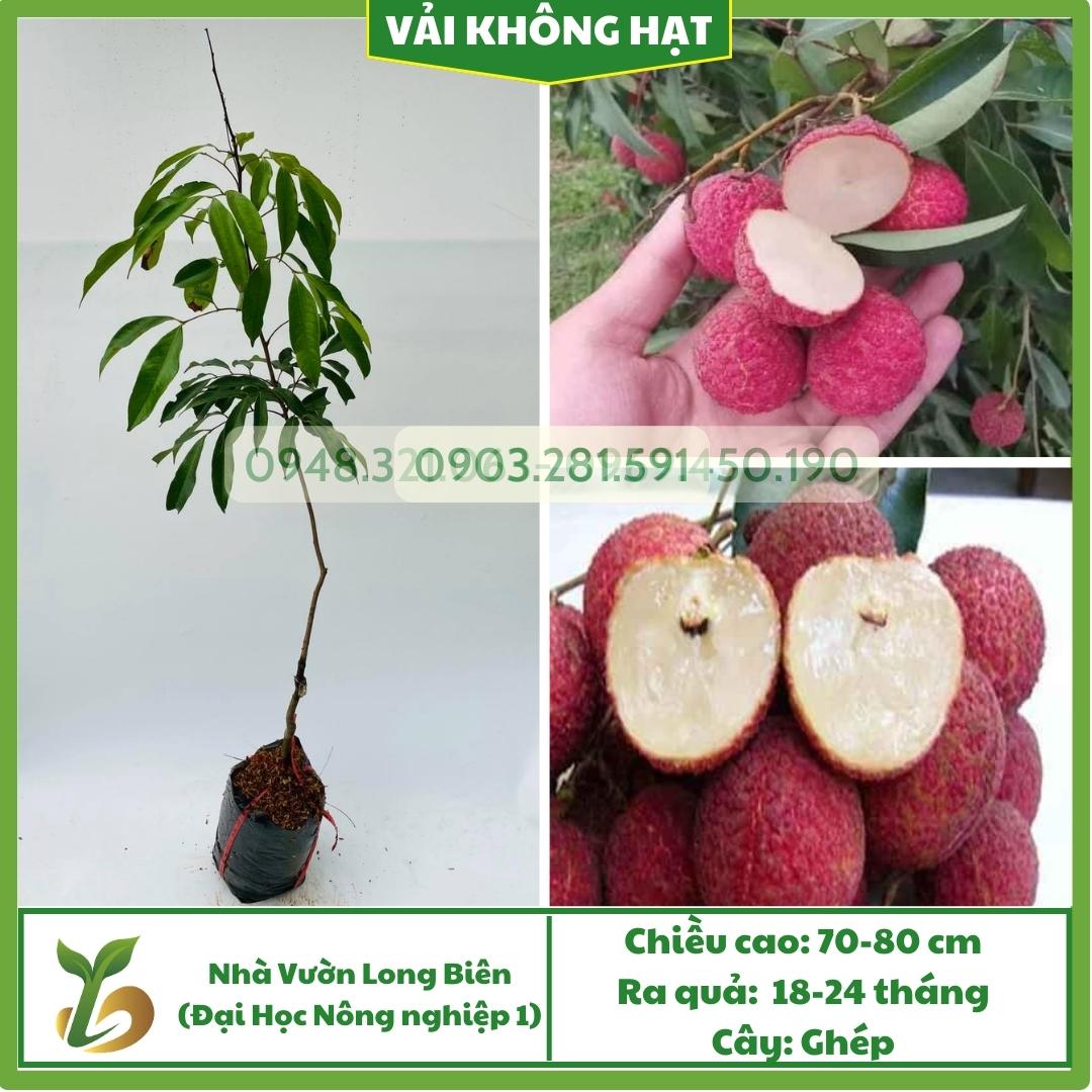 Vải Không Hạt