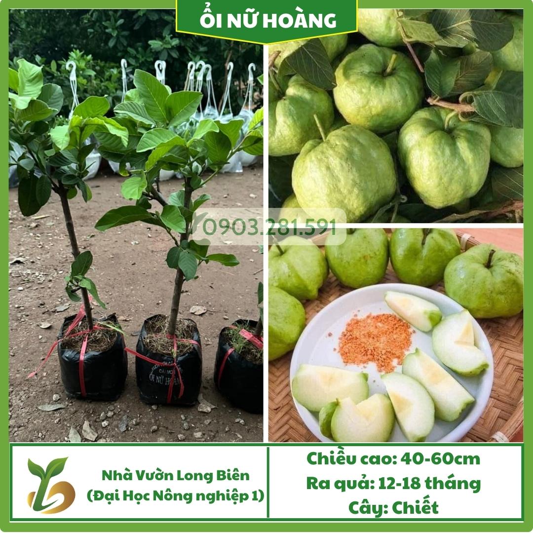 Ổi Nữ Hoàng