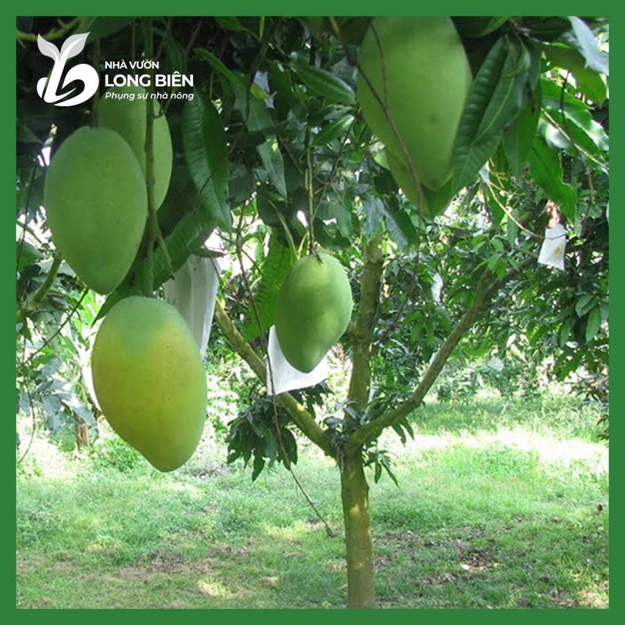 Xoài Thái_thumbnail_3