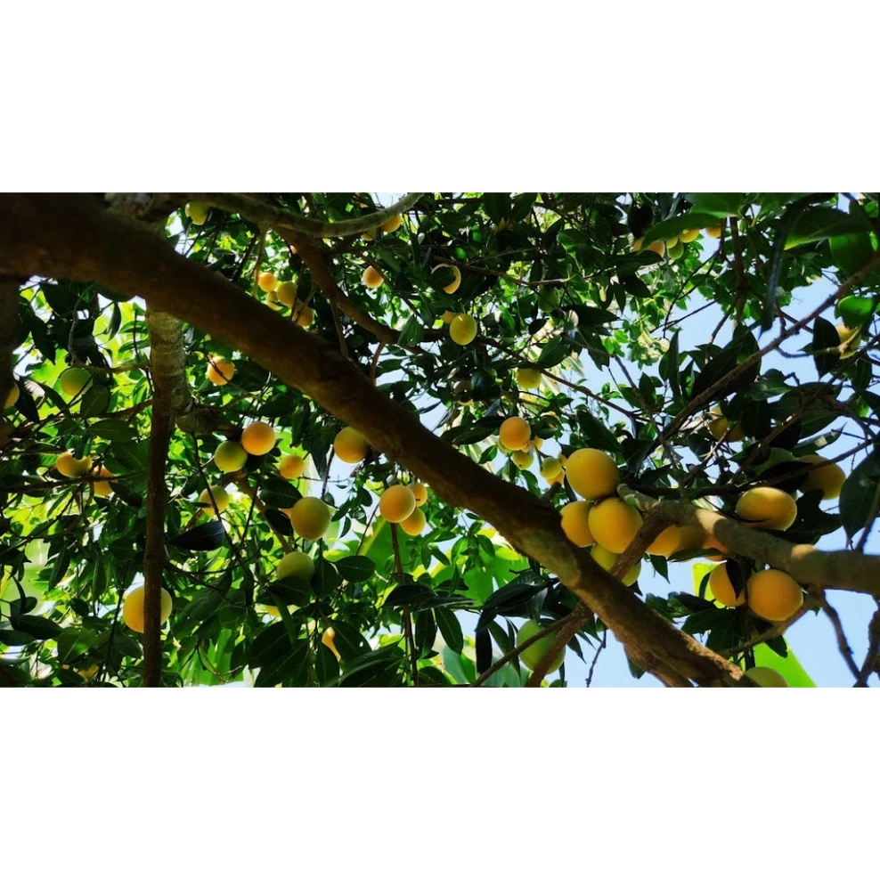 Thanh Trà_thumbnail_3