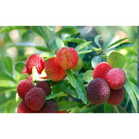 Thanh Mai_thumbnail_3