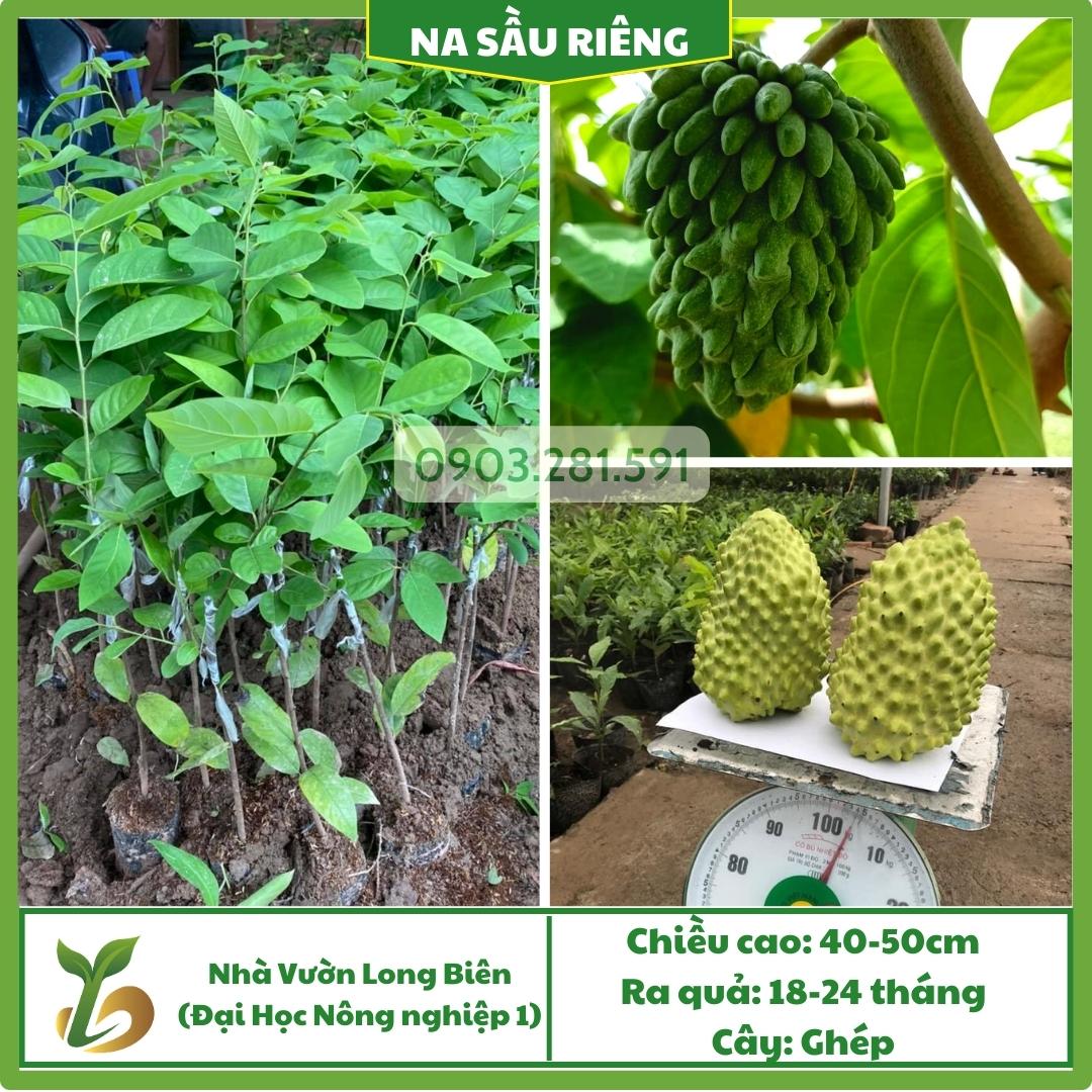 Na Sầu Riêng