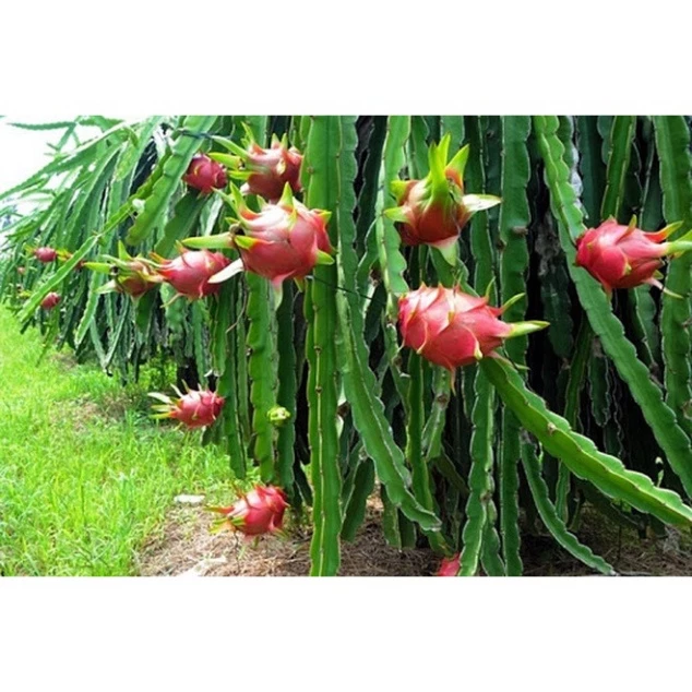 Thanh Long Ruột Đỏ_thumbnail_2