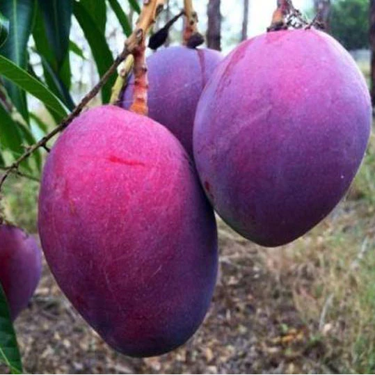 Xoài Tím_thumbnail_4