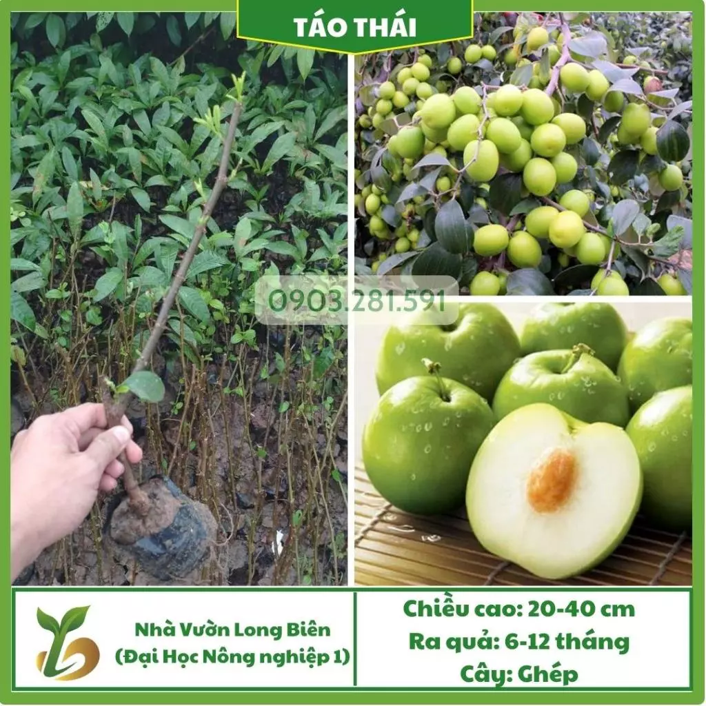 Táo Thái