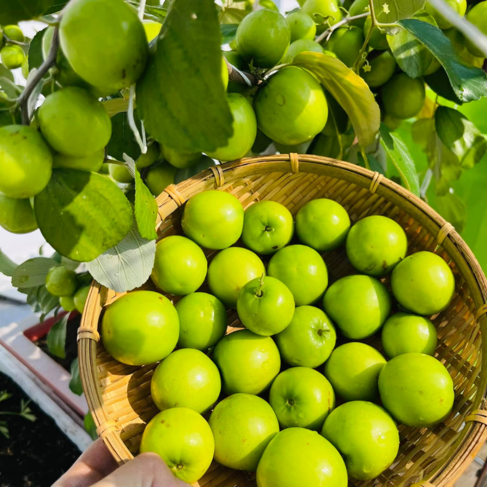 Táo Thái_thumbnail_2