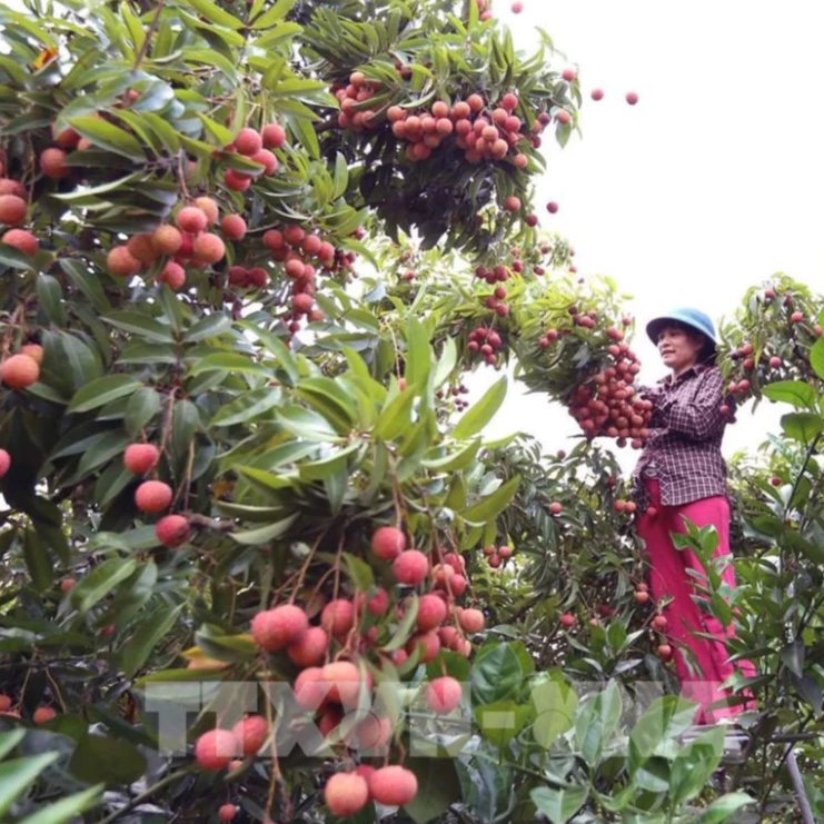 Vải Không Hạt_thumbnail_3