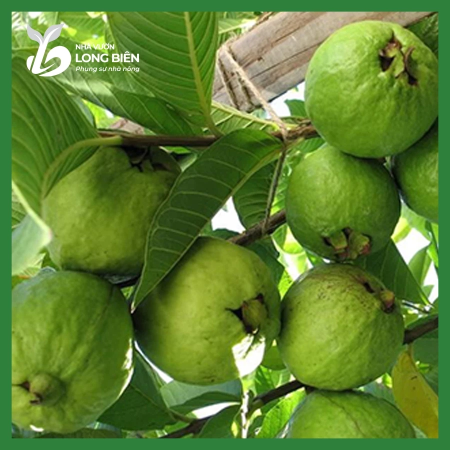 Ổi Bốn Mùa_thumbnail_3