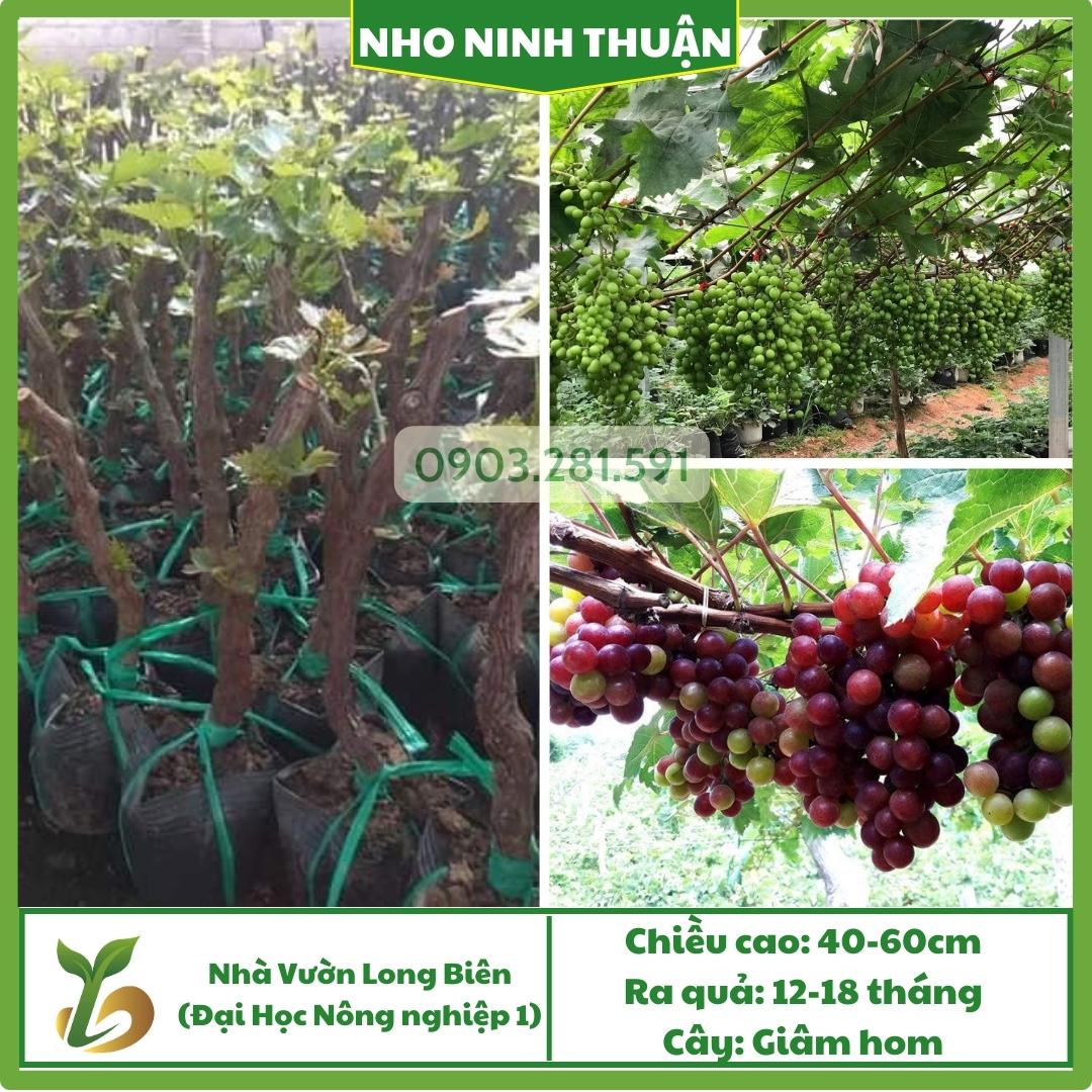 Nho  Ninh Thuận