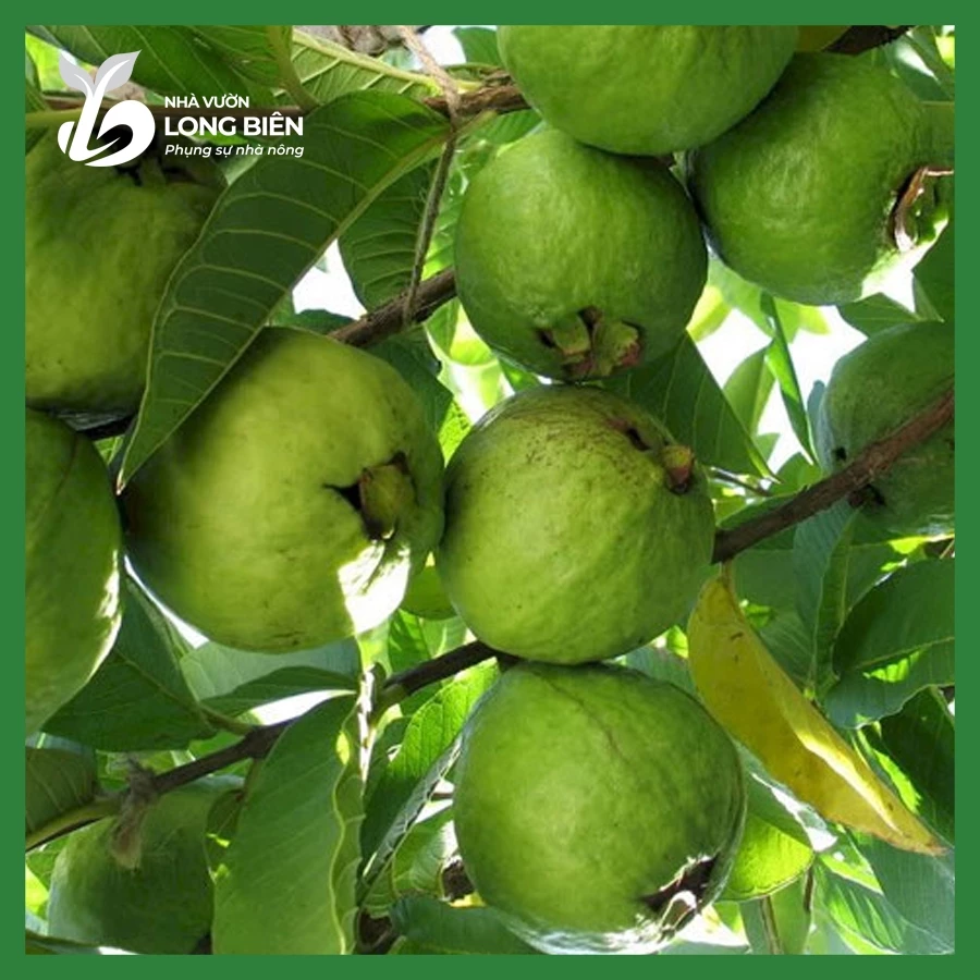 Ổi Nữ Hoàng_thumbnail_2