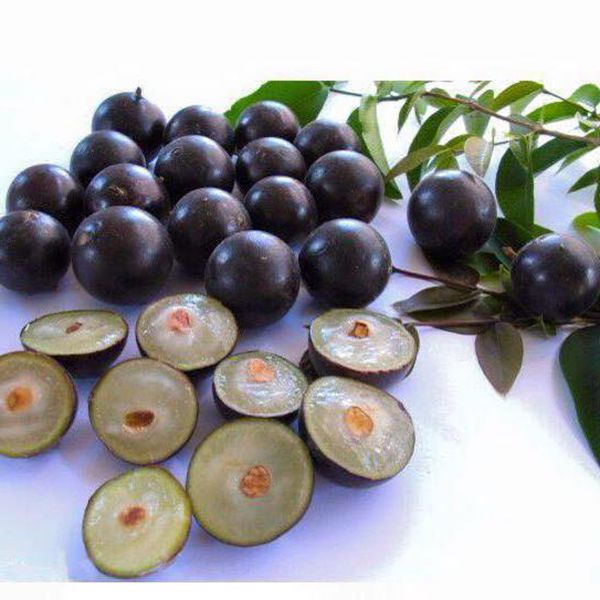 Nho Thân Gỗ (Tứ Quý)_thumbnail_2