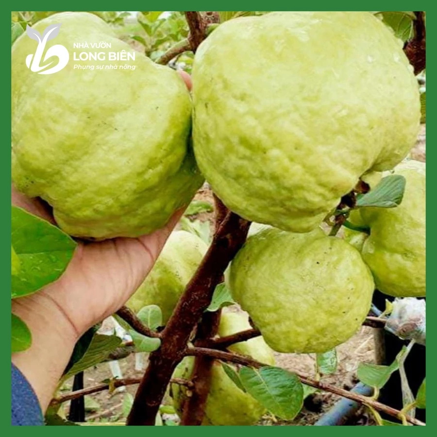 Ổi Nữ Hoàng_thumbnail_4