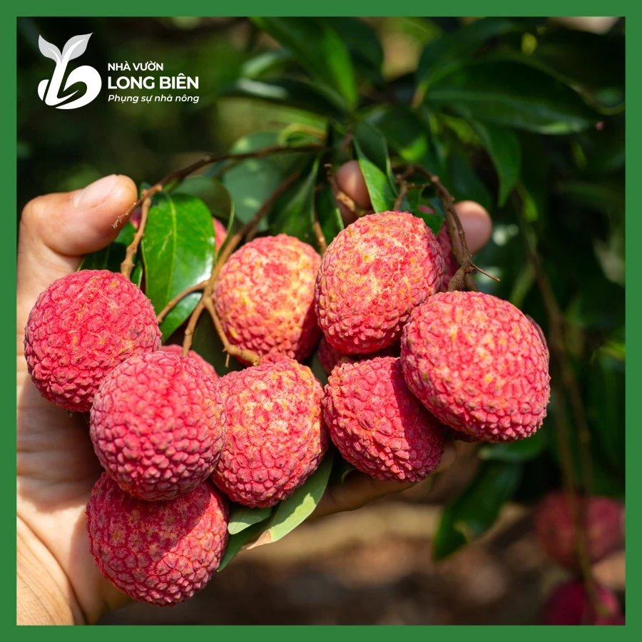 Vải Thiều_thumbnail_3