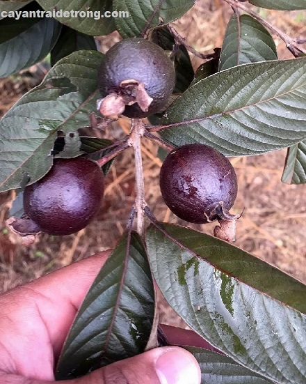 Ổi Tím_thumbnail_3