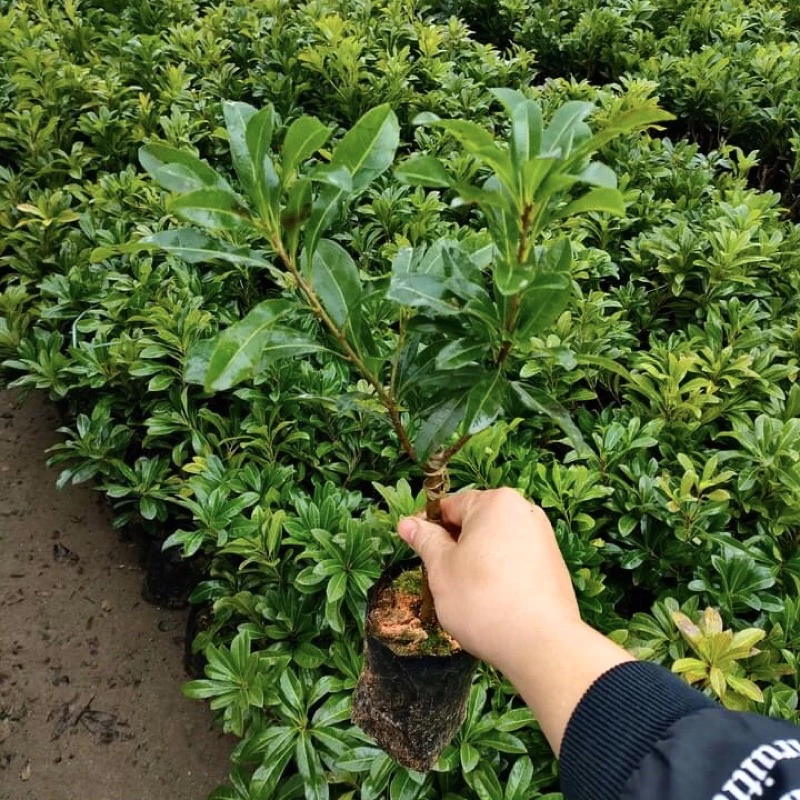 Thanh Mai_thumbnail_5