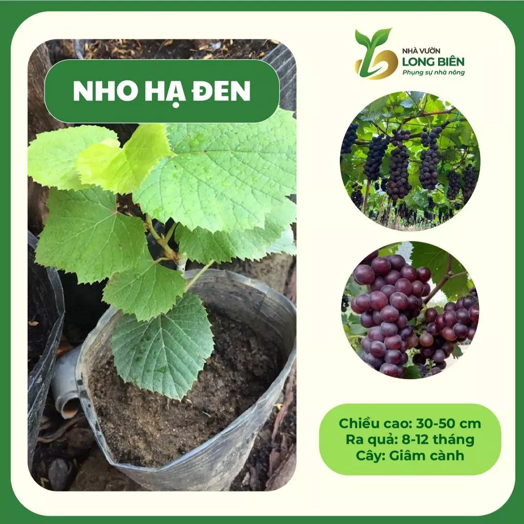 Nho Hạ Đen