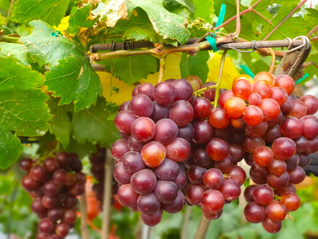 Nho  Ninh Thuận_thumbnail_1