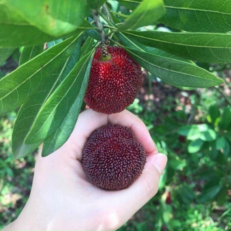 Thanh Mai_thumbnail_2