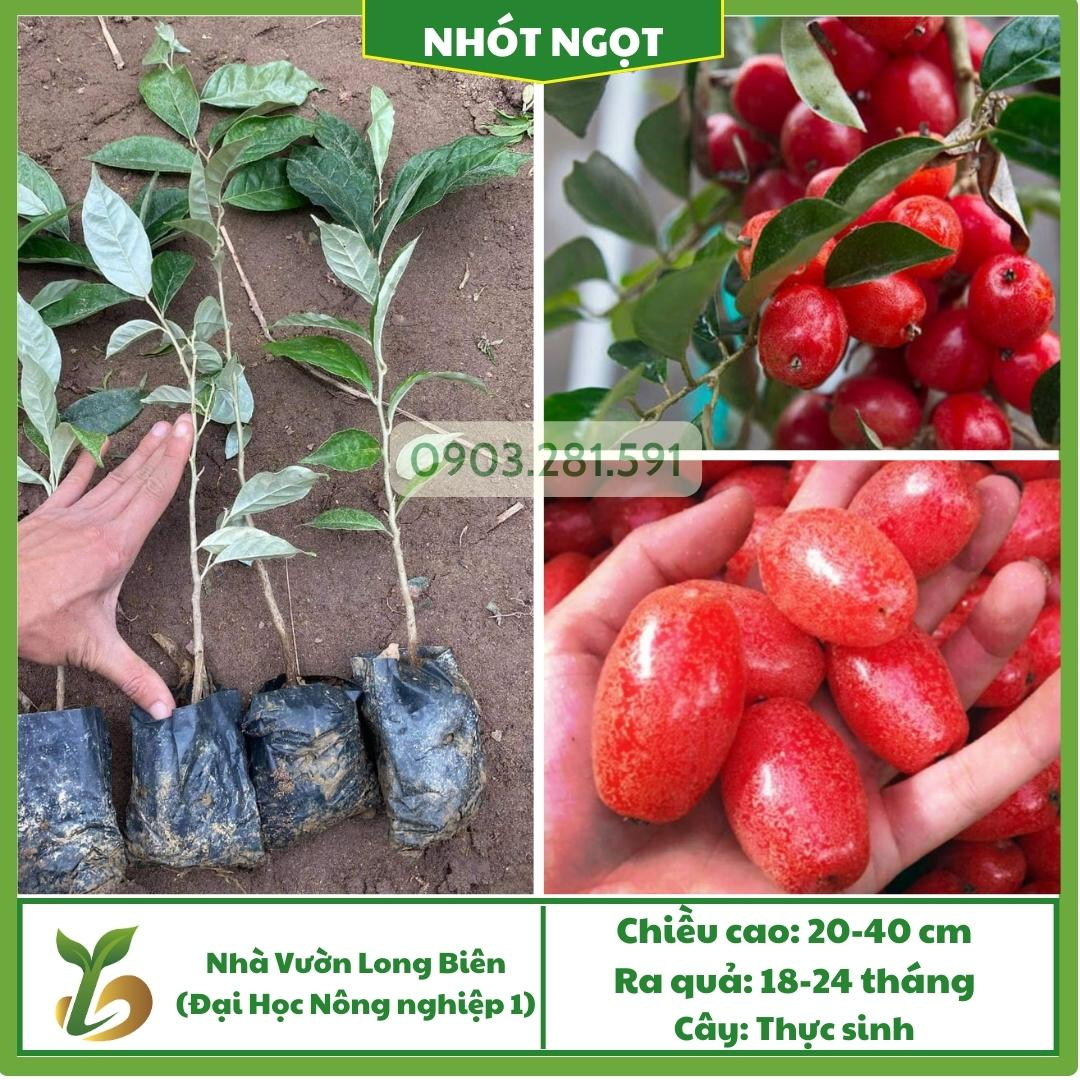 Nhót Ngọt