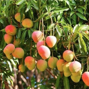 Xoài Úc_thumbnail_2