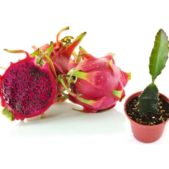 Thanh Long Ruột Đỏ_thumbnail_1