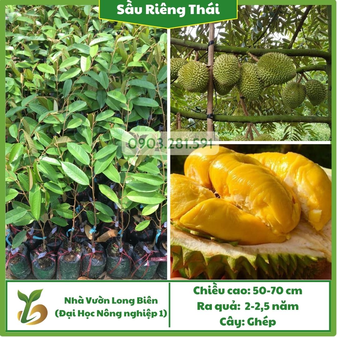 Sầu riêng Thái