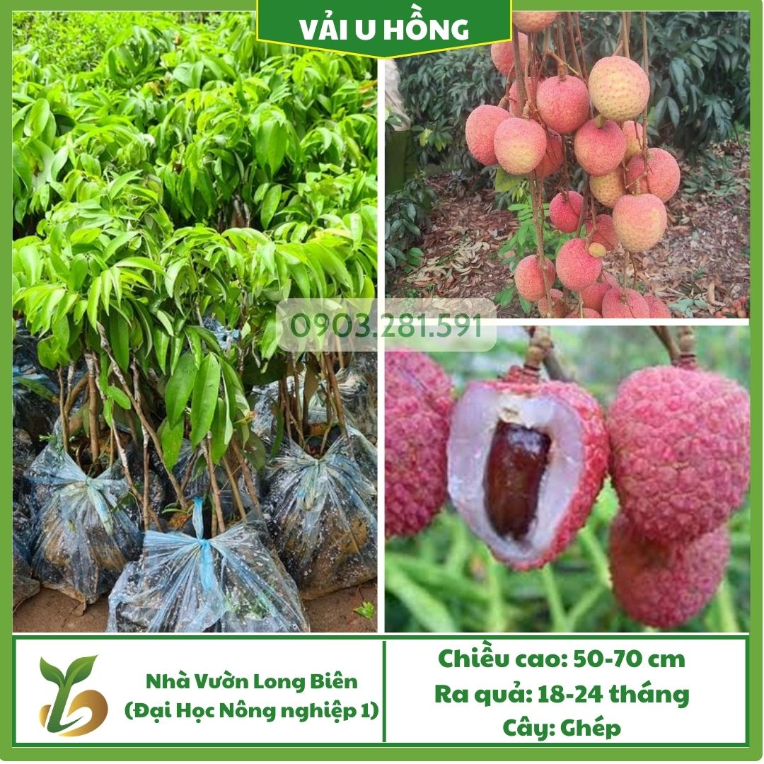 Vải U Hồng