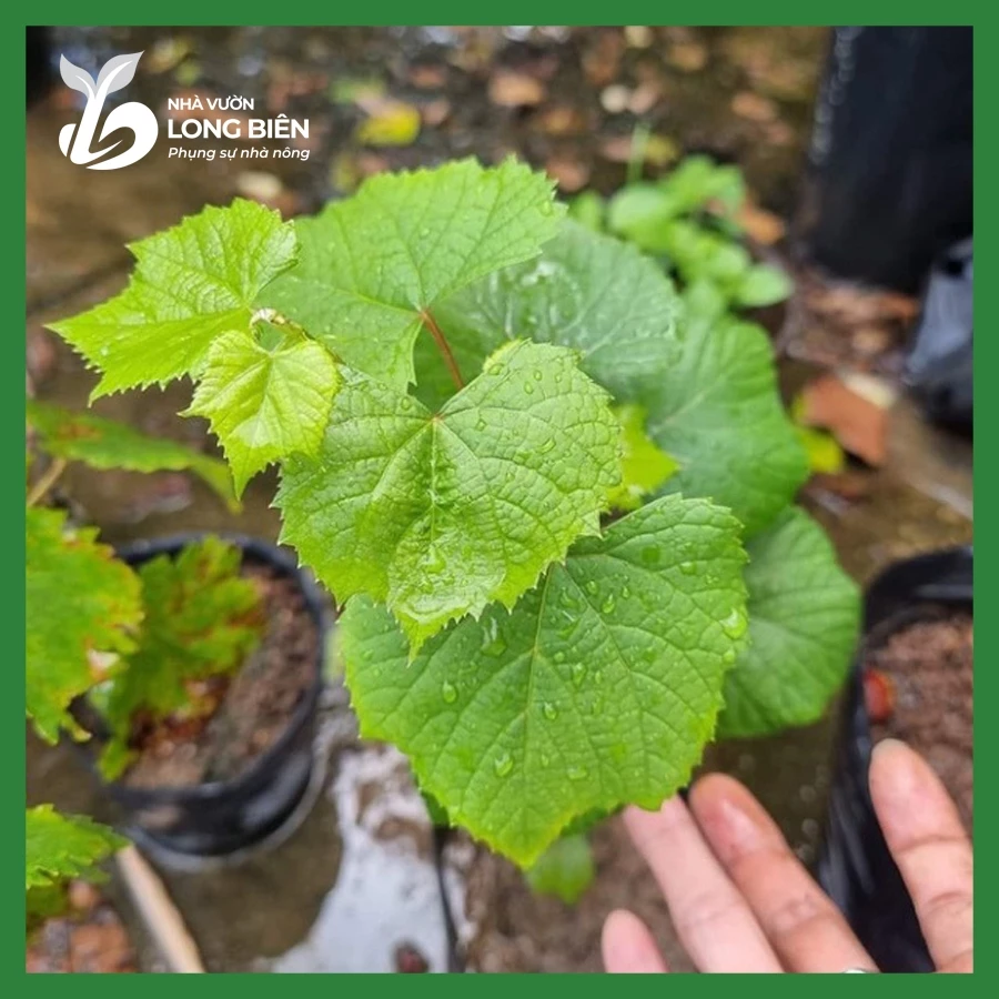 Nho Ngón Tay_thumbnail_4