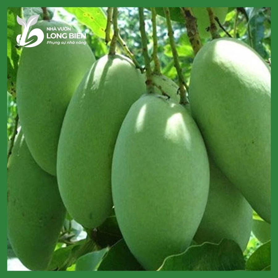 Xoài Thái_thumbnail_4