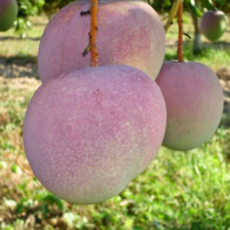 Xoài Úc_thumbnail_3