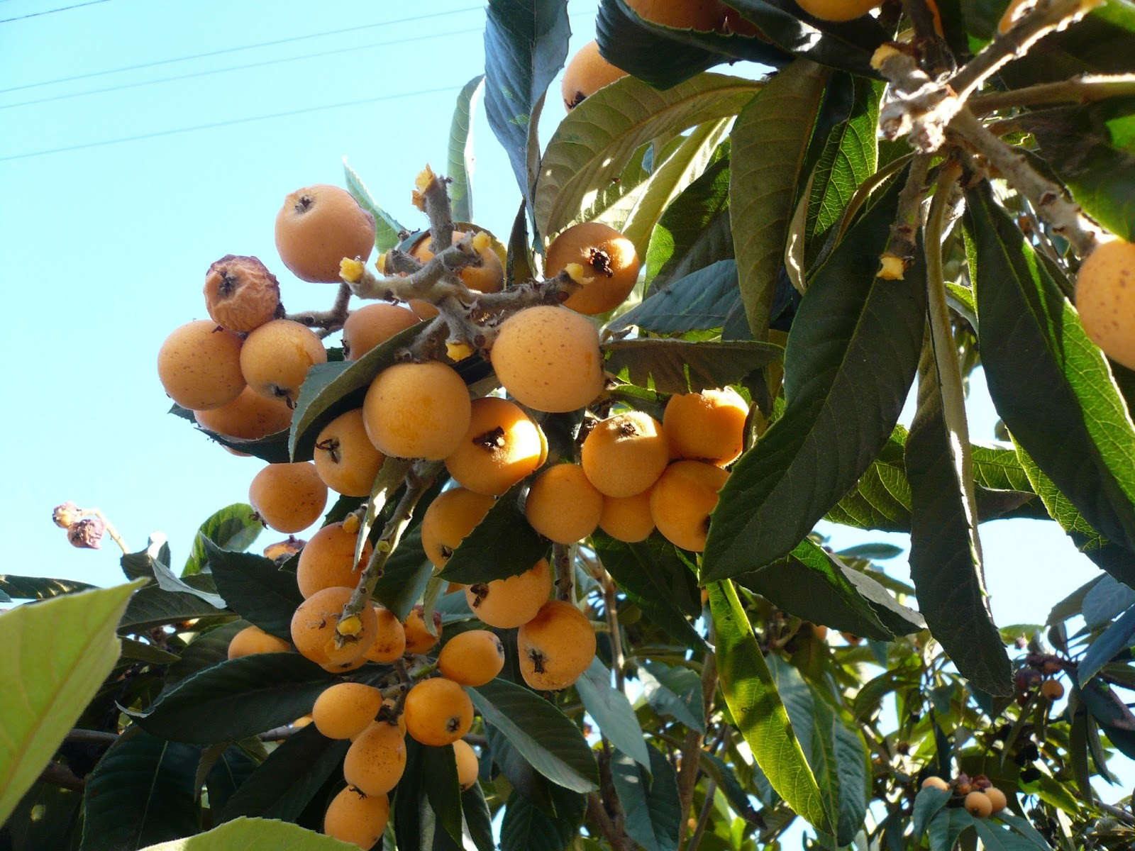 Nhót Nhật (Biwa)_thumbnail_2