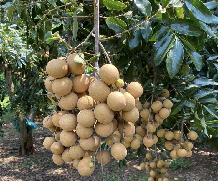 Nhãn siêu chín sớm_thumbnail_2