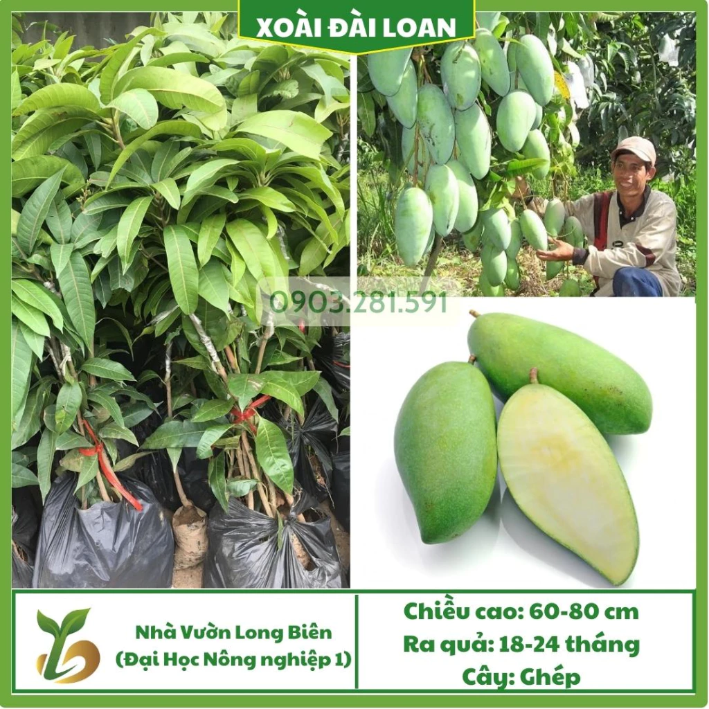 Xoài Đài Loan