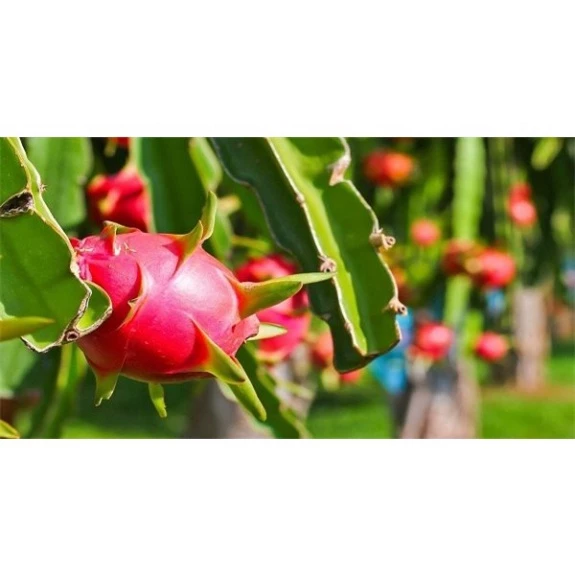 Thanh Long Ruột Đỏ_thumbnail_4