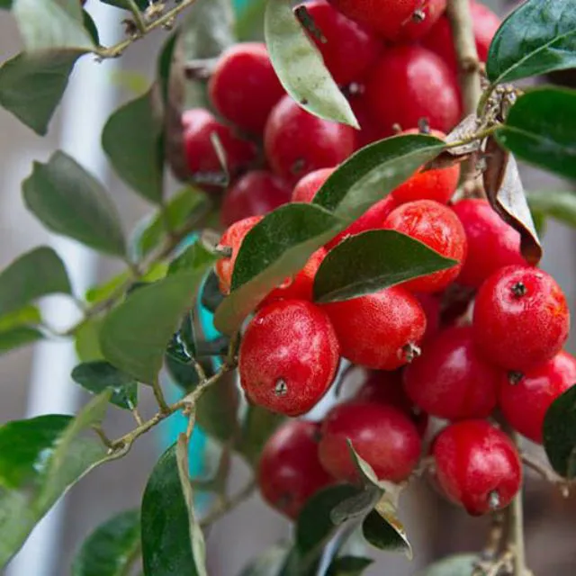 Nhót Ngọt_thumbnail_1