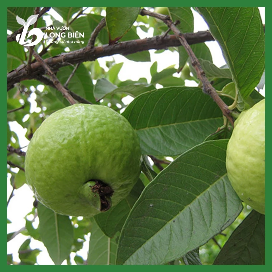 Ổi Bốn Mùa_thumbnail_2