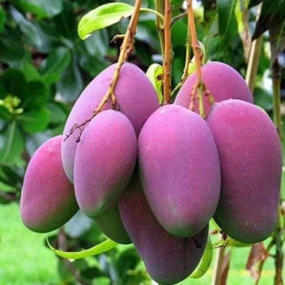 Xoài Tím_thumbnail_1