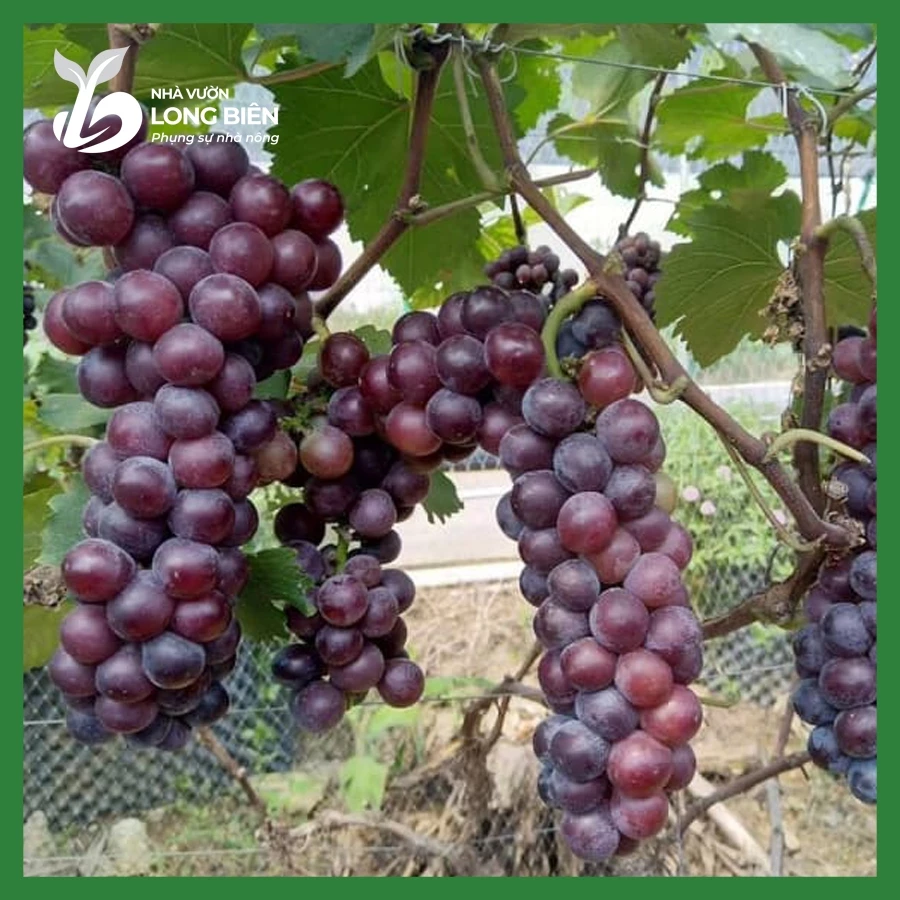 Nho Hạ Đen_thumbnail_3