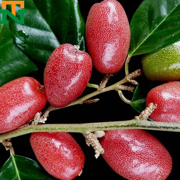 Nhót Ngọt_thumbnail_2