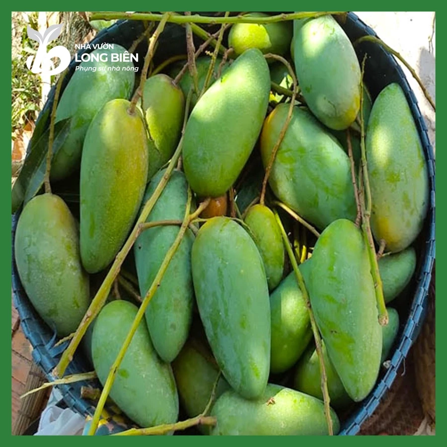 Xoài Thái_thumbnail_1