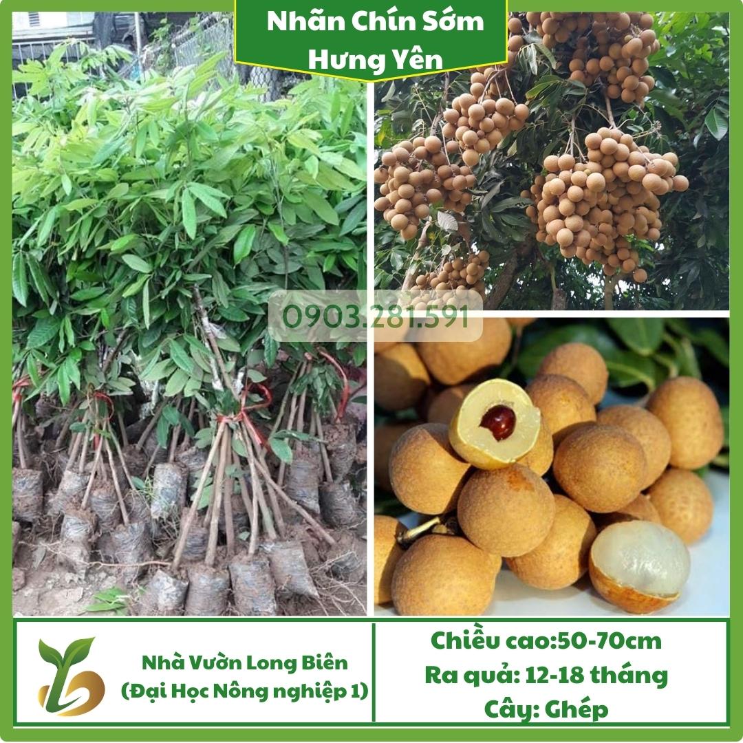 Nhãn siêu chín sớm